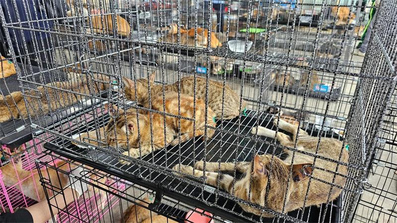 Katzen auf dem Teller: Vietnams Esskultur im Wandel Der Schlag gegen den Katzenschmugglerring machte im Juni weltweit Schlagzeilen.