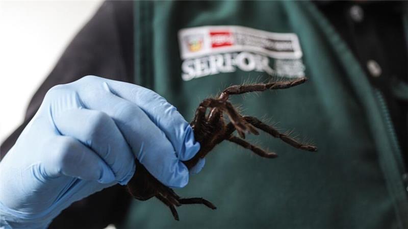 Der Schmuggler hatte nicht nur Spinnen am Körper befestigt. 