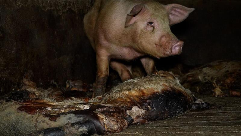 Der Schweinemastbetrieb hat seit Jahresbeginn einen neuen Eigentümer und die Missstände wurden laut einer Mitteilung der Veterinärbehörden beendet.