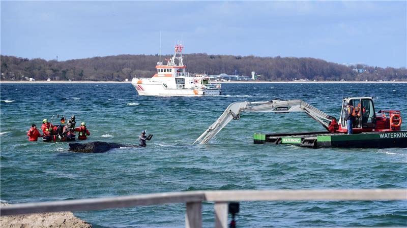 Der Schwimmbagger arbeitet direkt um den gestrandeten Wal herum. 