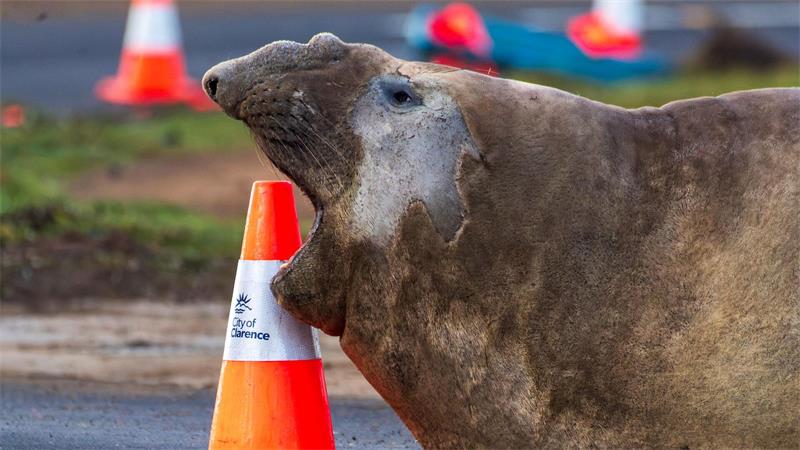 Der See-Elefant reibt sich in Tasmanien auch schon mal an Verkehrspollern.