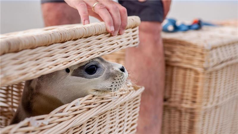 Bilder des Tages Der Seehund „Scotty“ schaut kurz vor der Auswilderung aus einem Korb am Ostende der Insel Juist.