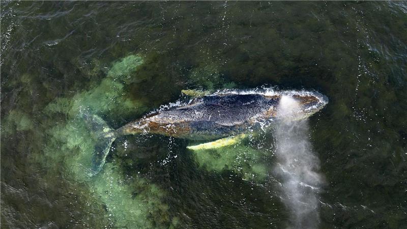 Wie verläuft der Sterbeprozess bei einem Wal? Der Sterbeprozess eines gestrandeten Wales kann sich hinziehen.