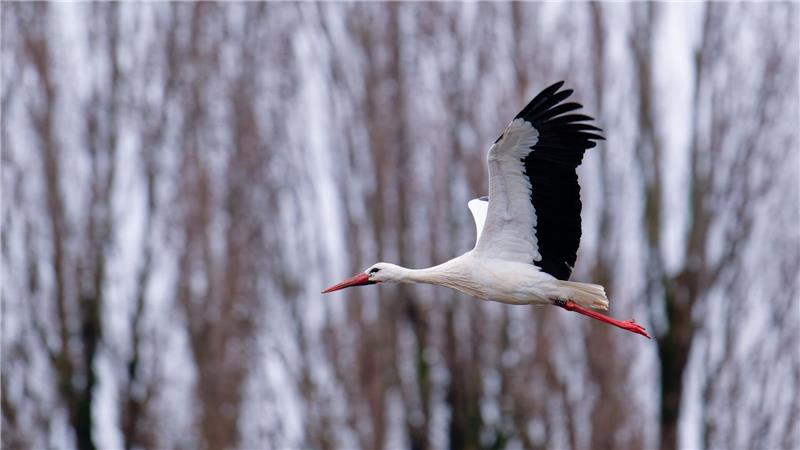 Der Storch gilt als einer der Vorboten für den nahenden Frühling.