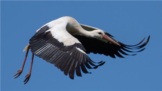 Der Storch machte sich auf und davon. (Symbolbild)