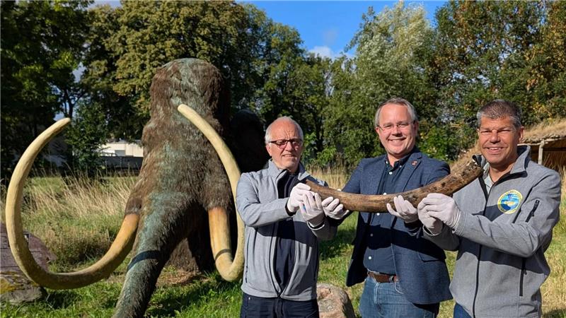 Taucher entdecken Mammut-Stoßzahn Der Stoßzahn soll in Zukunft ausgestellt werden.