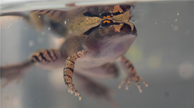 Der Südliche Stotterfrosch ist derzeit bei Aussie Ark in allen Entwicklungsstufen zu sehen, auch während der Metamorphose.