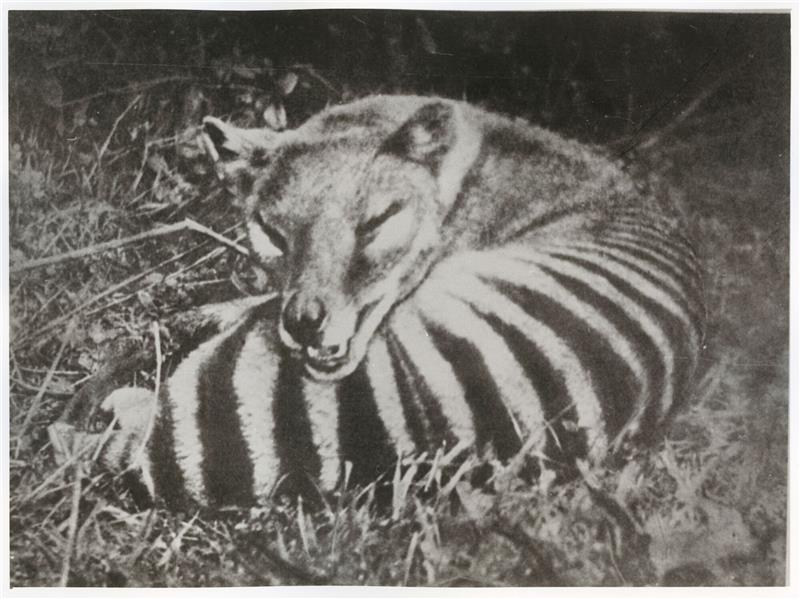 Forscher wollen Tasmanischen Tiger zum Leben erwecken Der Tasmanische Tiger ähnelet einem Hund und einer Hyäne.