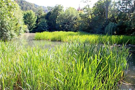 Teich im Stadtpark Eine „stinkende Kloake“