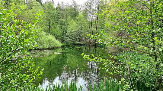 Der Teich im Welt-Wald symbolisiert die ostamerikanische Fluss- und Sumpflandschaft, in der bis 1920 Sumpfzypressen industriell genutzt worden sind.  Fotos: Weiss/Wikipedia