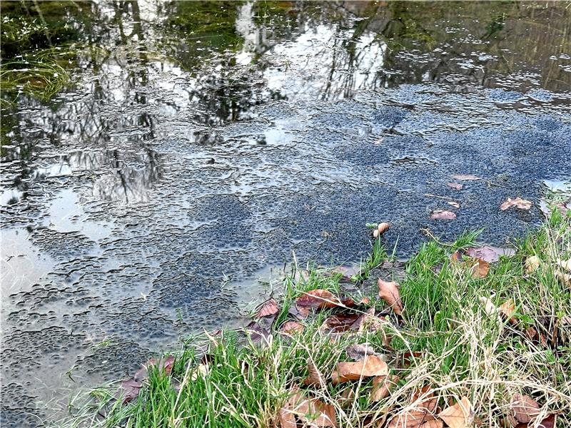 Harzburg erlebt eine Invasion liebestoller Kröten Der Teich ist voller Laich. Bald schlüpfen daraus neue Tiere – viele neue Tiere. Foto: Schlegel