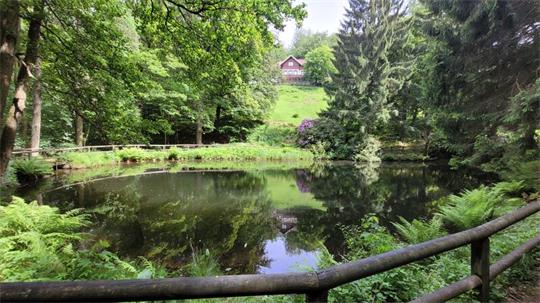 Ein Teich, umgeben von Bäumen. 