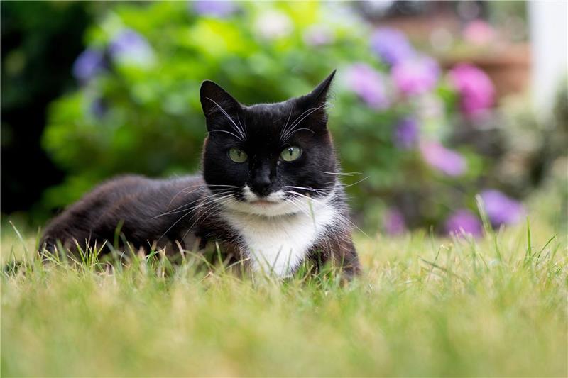 Tierschützer warnen vor Katzenschwemme Der Tierschutzbund erneuert seine Forderung nach einer bundesweiten Kastrationspflicht für Freigängerkatzen.