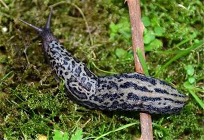Grau-braune Nacktschnecke 