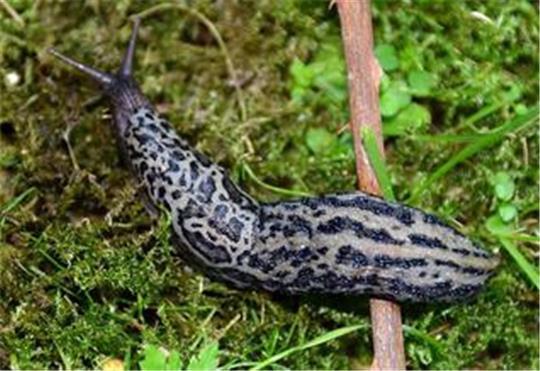 Grau-braune Nacktschnecke 