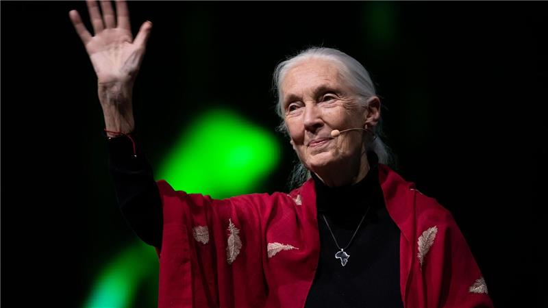 Der Tod der berühmten Schimpansenforscherin Jane Goodall hat weltweit Trauer ausgelöst. (Archivbild)