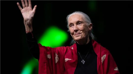 Der Tod der berühmten Schimpansenforscherin Jane Goodall hat weltweit Trauer ausgelöst. (Archivbild)