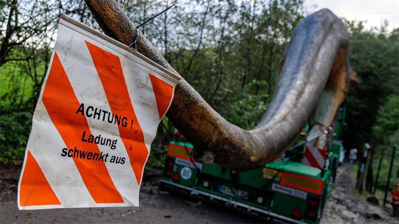 Tonnenschwere Dinosaurier-Lady zieht um Der Transport verläuft reibungslos.