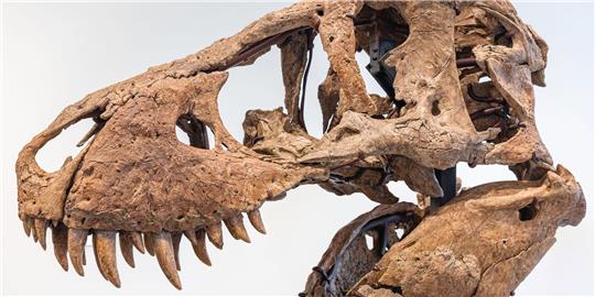 Der Tyrannosaurus-Schädel könnte bei einer Auktion in New York bis zu 20 Millionen US Dollar einbringen.