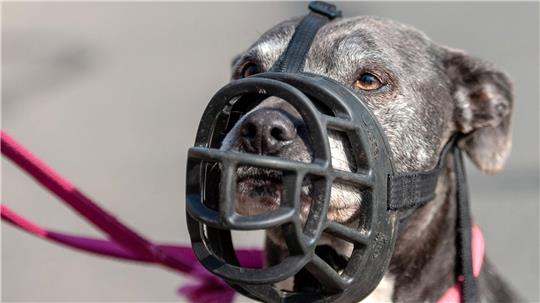 Der Umgang mit gefährlichen Hunden soll reformiert werden. (Symbolbild)