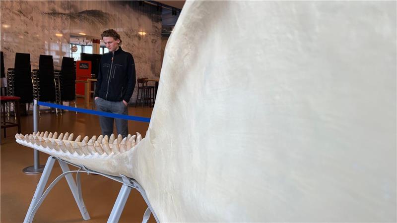 Der Unterkiefer des Sylt-Wals ist seit Ende Januar auf der Nordseeinsel ausgestellt.