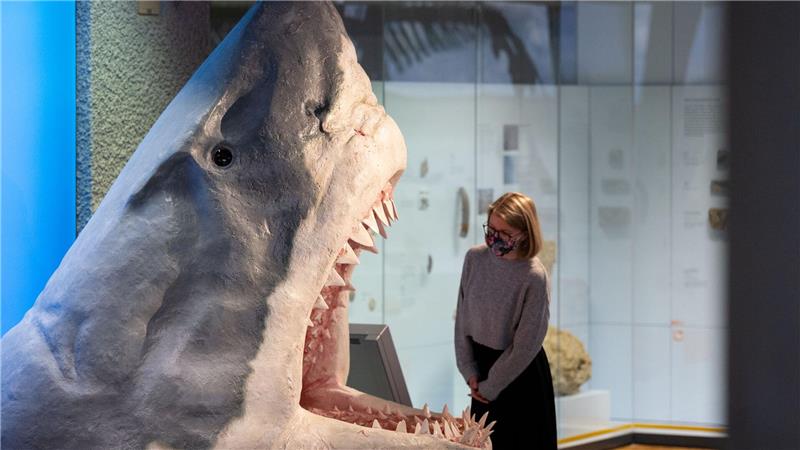Doch kein Moppelchen: Urzeit-Hai war überraschend schlank Der Urzeit-Hai Megalodon wurde lange als gigantische Version eines Weißen Hais angesehen. (Archivbild)