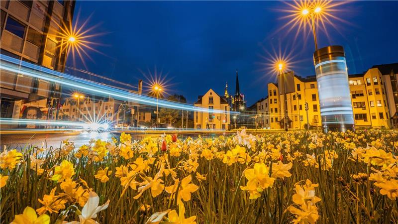 Der Verkehr fließt zur Blauen Stunde um eine Verkehrsinsel mit Frühlingsblühern in der Innenstadt von Frankfurt/Main.