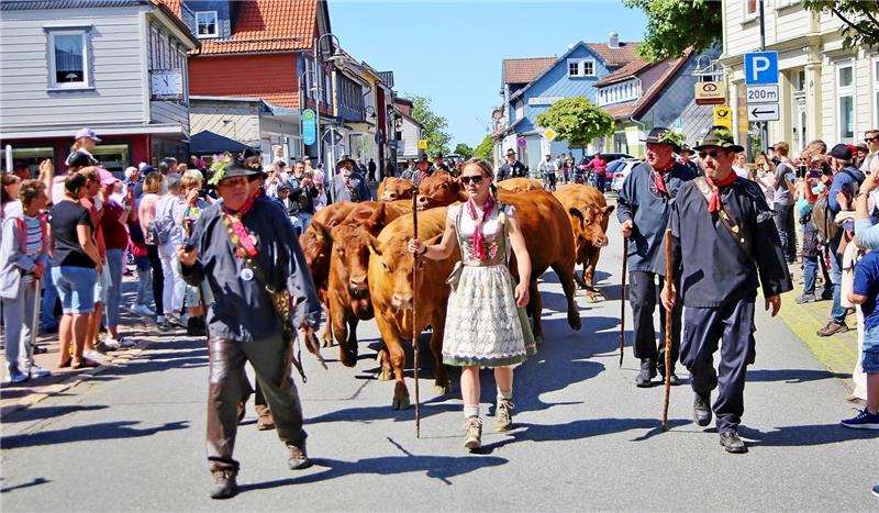 Der Viehaustrieb ist Auftakt des Wiesenblütenhoffestes am Sonntag. Fotos: GZ-Archiv