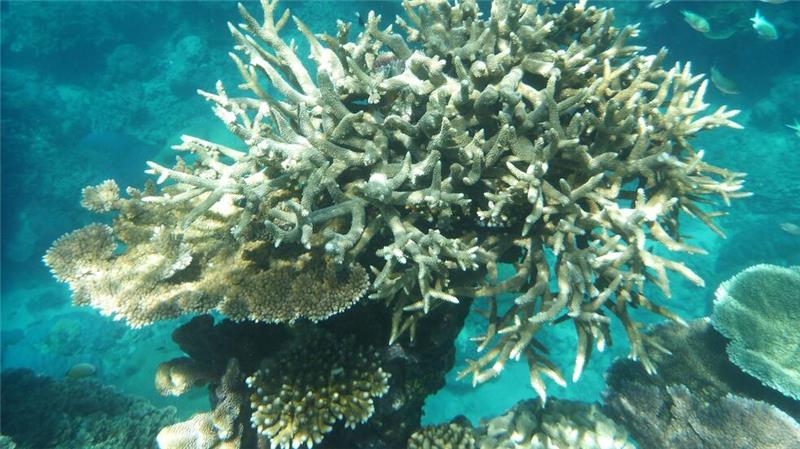 WWF-Bericht: Igeln geht es schlechter, Seeadlern besser Der WWF bezeichnet die Situation von Korallenriffen als „Tragödie“. (Archivbild)