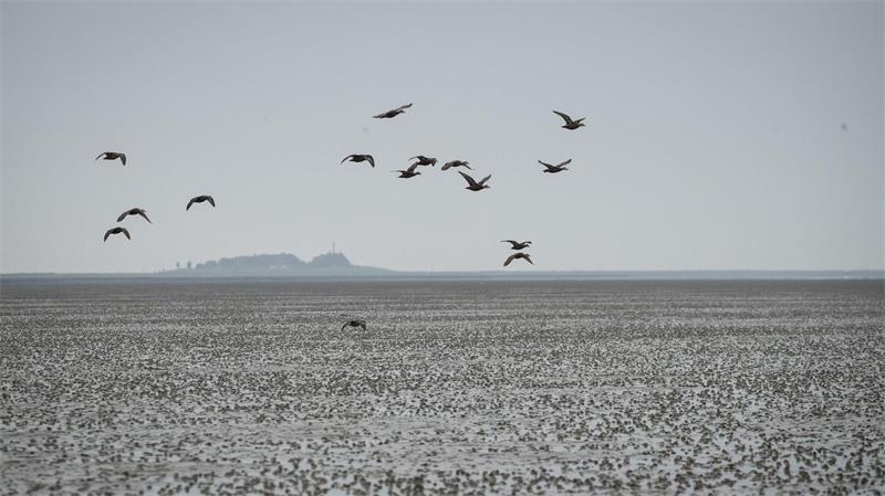 WWF legt Plan mit fischereifreien Zonen für SH vor Der WWF fordert die Landesregierung nun auf, Regelungen für einen verbesserten Schutz der Unterwasserwelt zu erarbeiten. (Archivbild)