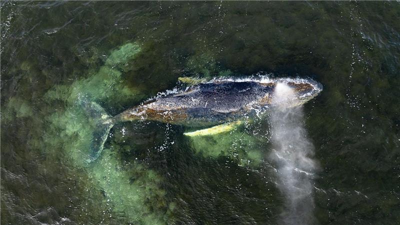 Der Wal ist seit Wochen an der Ostseeküste unterwegs. (Archivbild)