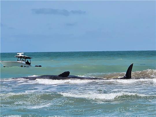 Der Wal ist vor Venice in Florida auf einer Sandbank gestrandet.