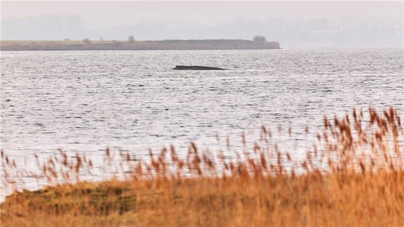 Patholaba Wal Sperrzone um gestrandeten Wal wird eingehalten