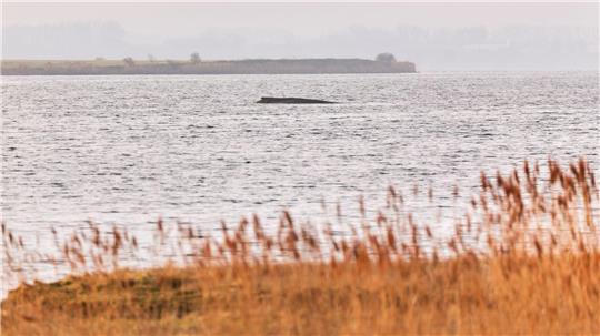 Der Wal liegt auf einer Sandbank vor der Insel Poel.
