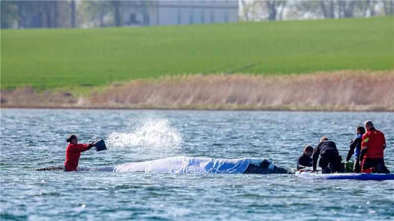 Der Wal scheint das Treiben gelassen und ruhig hinzunehmen - doch stimmt dieser Eindruck? 