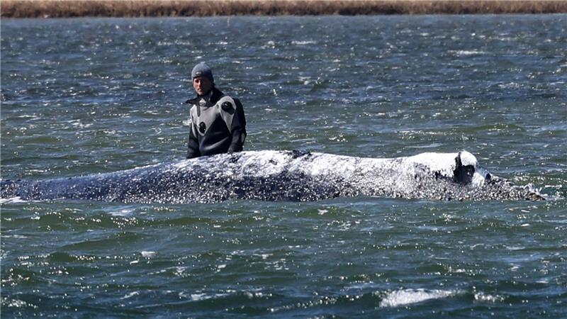 Der Wal sei transportfähig, so Backhaus.