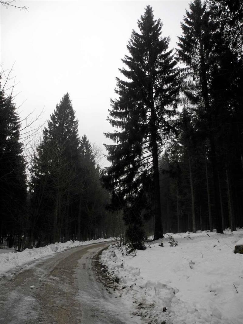Der Wald zwischen Clausthal und Wildemann: das Arbeitsgebiet von Revierleiterin Lara Laubner.  Foto: Pagenkemper