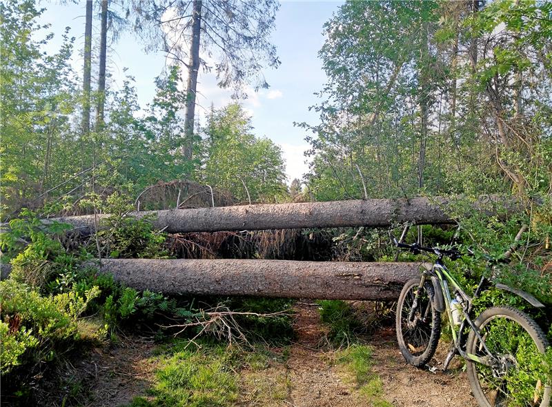 Antrag zu Wanderwegen läuft im Rat ins Leere Der Wald zwischen dem Rehazentrum und dem Campingplatz Prahljust ist seit Februar blockiert. Foto: Privat