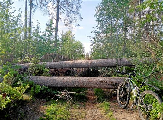 Der Wald zwischen dem Rehazentrum und dem Campingplatz Prahljust ist seit Februar blockiert. Foto: Privat
