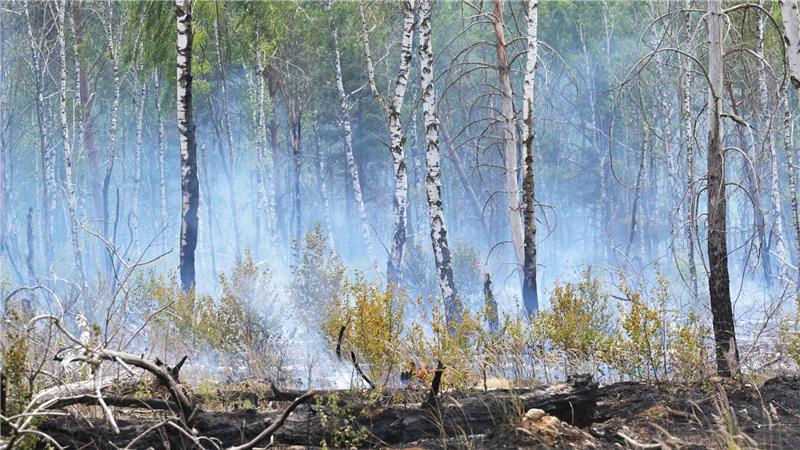Der Waldbrand auf dem mit Kampfmitteln belasteten Gelände bei Jüterbog ist der bislang größte Waldbrand in dieser Saison in Brandenburg.