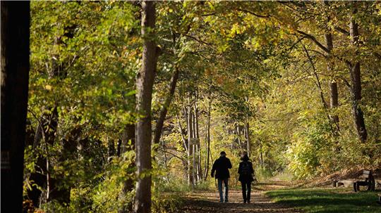 Der Waldzustandsbericht für Niedersachsen zeigt eine leichte Besserung im Vergleich zu den Trockenjahren von 2018 bis 2023.