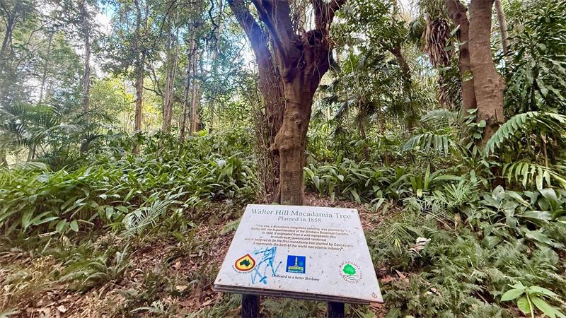 Supernuss Macadamia: Eine Australierin zum Anbeißen Der Walter-Hill-Baum wurde 1858 in Brisbane gepflanzt - und trägt noch immer Früchte.