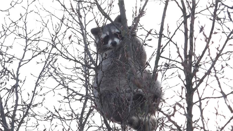Der Waschbär im Baum löste einen Einsatz aus, die Retter ließen das Tier aber in Ruhe. 