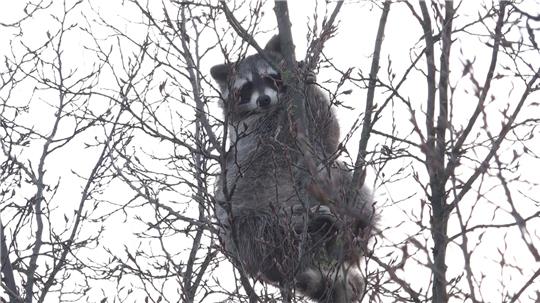 Der Waschbär im Baum löste einen Einsatz aus, die Retter ließen das Tier aber in Ruhe. 