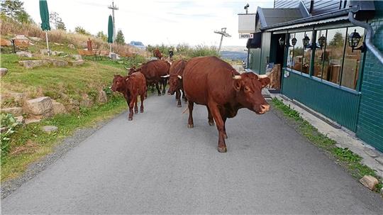 Der Weg von den Wiesen unterhalb des Wurmberggipfels zu den Wiesen im Bodetal führt die Kuhherde auch an der Gaststätte „Rodelhaus“ vorbei. Foto: Privat