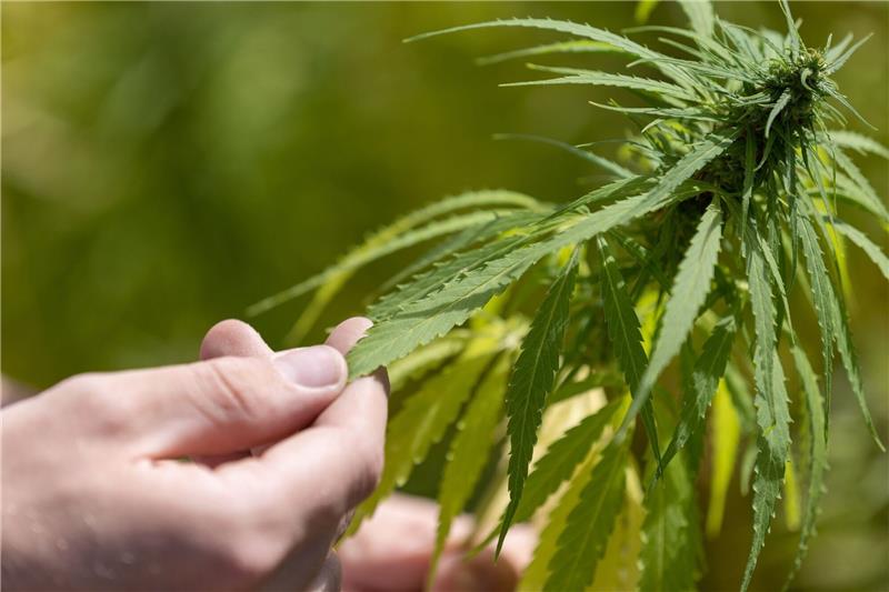 Bundesdrogenbeauftragter verteidigt Cannabis-Pläne Der Weg zur Cannabis-Legalisierung: Maximal drei Pflanzen, höchstens 25 Gramm für den Eigenbedarf und Vereine zum gemeinschaftlichen Anbau von Gras.