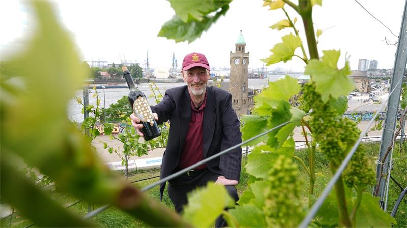 Weinberg mit Blick auf Hamburger Hafen - Exklusive Tropfen Der Weinberg an den Landungsbrücken wird von fünf ehrenamtlichen Hobby-Winzern gepflegt. Fachlich betreut werden sie von einer Winzerin aus Stuttgart.