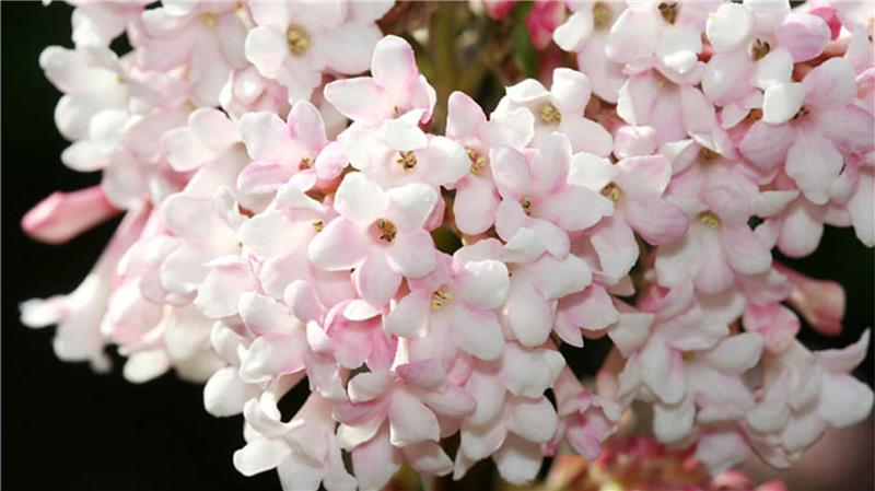 rosa-weiße Blüten.