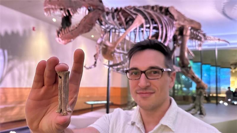 Der Wissenschaftler Alex Clark zeigt den fossilen Fußknochen von Avisaurus darwini.