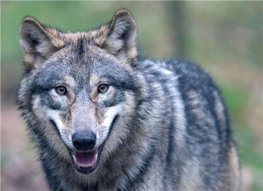 Der Wolf hat sich wieder in Deutschland angesiedelt - und sorgt damit für politische Kontroverse.